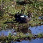 A wild Muscovy Duck