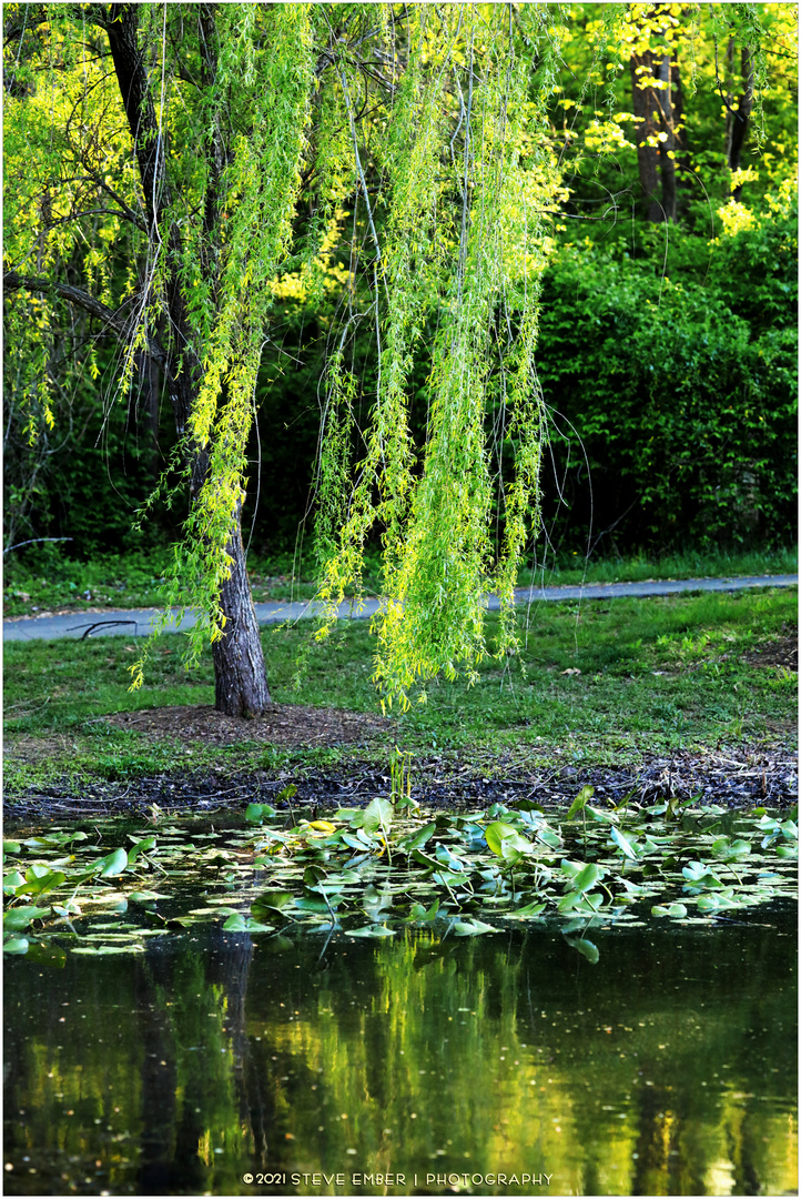 A Willow Weeps...