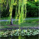 A Willow Weeps...