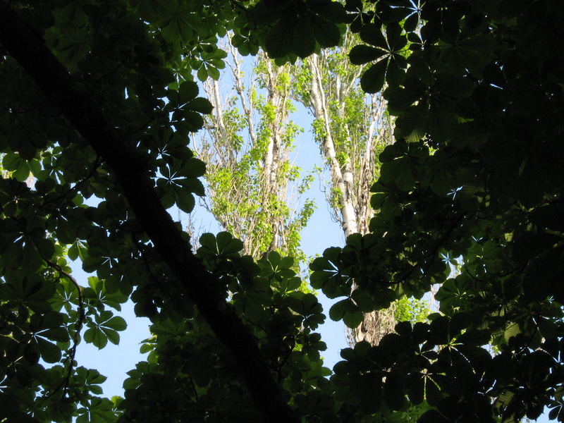 A window in forrest!