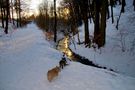 a winter day in Denmark by Gert Dahl