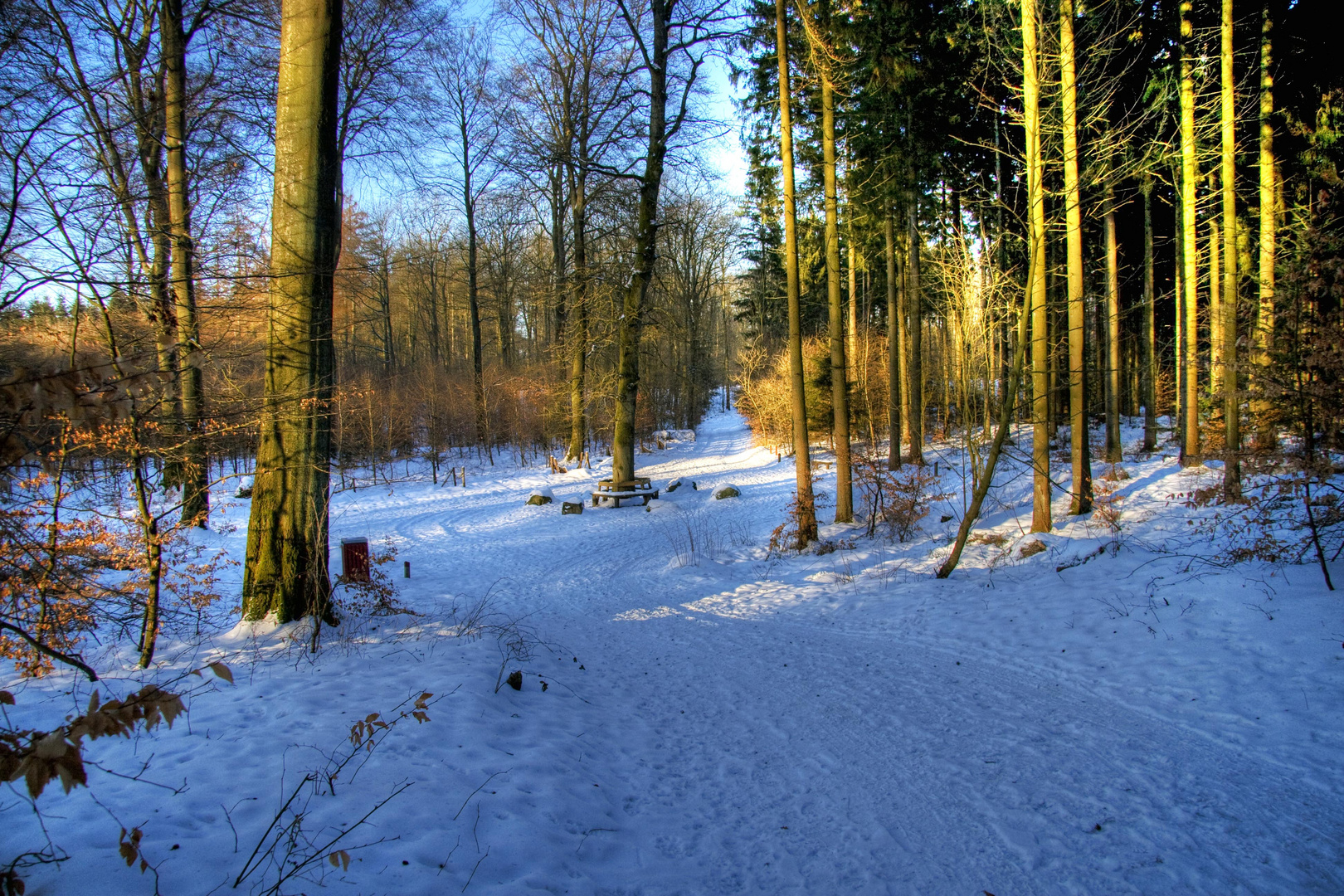 a winter day in the woods