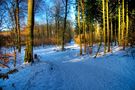 a winter day in the woods by Gert Dahl