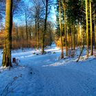 a winter day in the woods