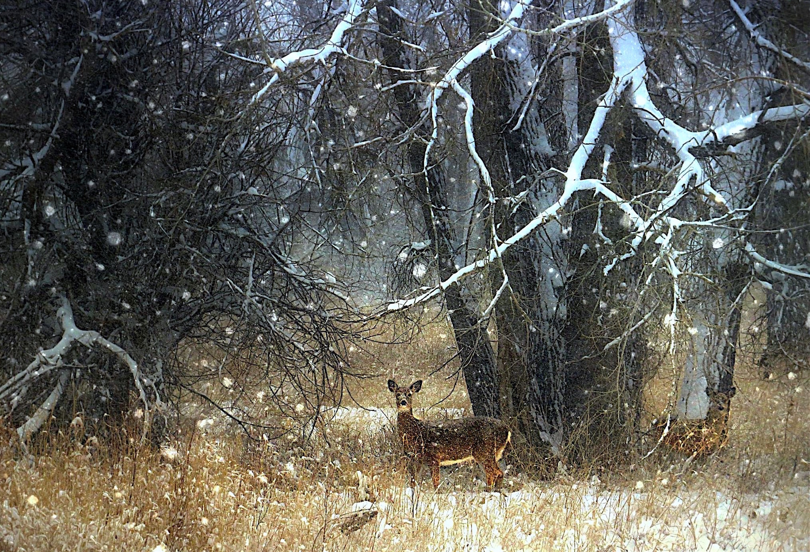 A winter deer....