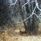A winter deer....
