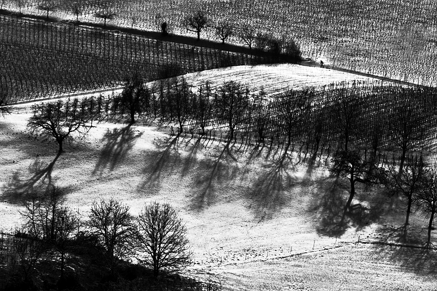 A winter's day in the vineyard