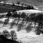 A winter's day in the vineyard