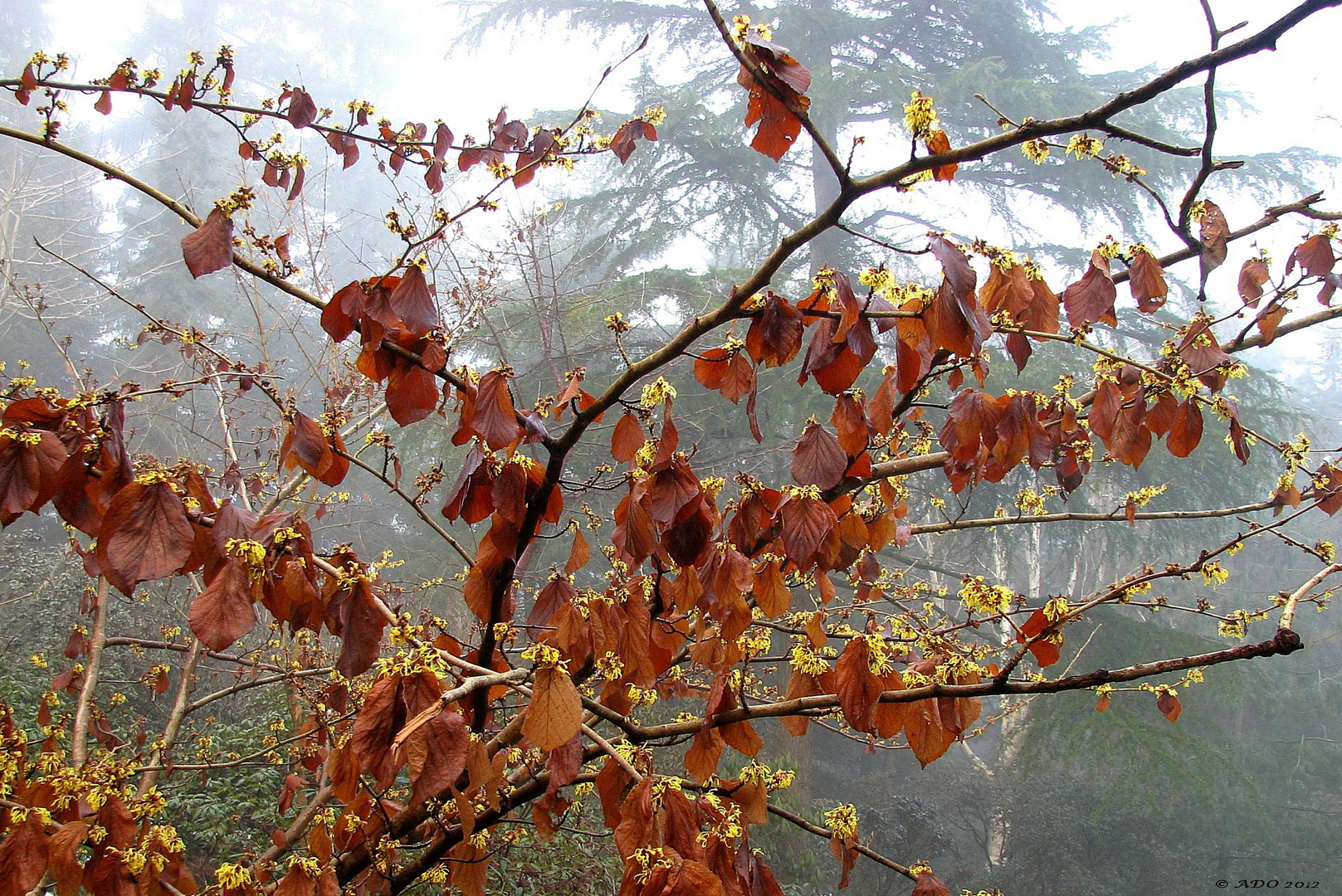 A Witchhazel in Winter