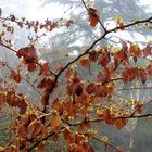 A Witchhazel in Winter