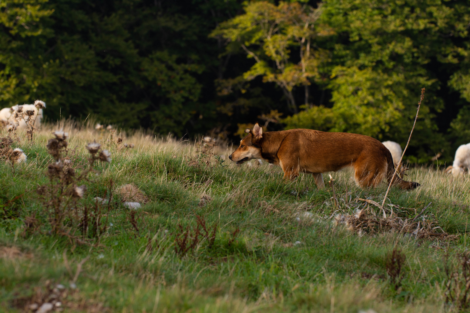 A wolf amongst sheeps...