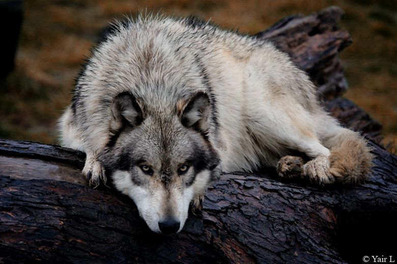 a wolf on a wet log