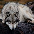 a wolf on a wet log