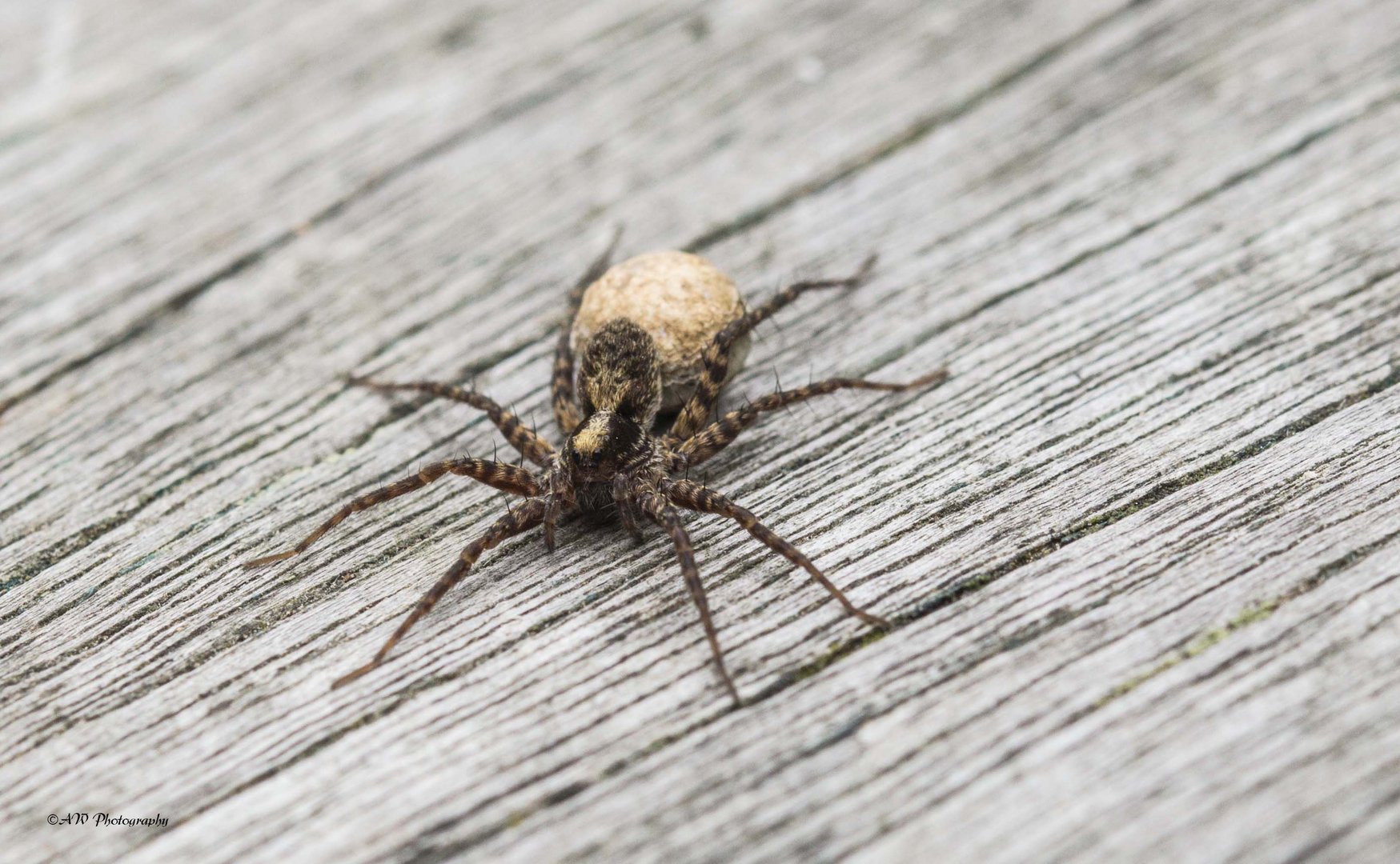 a Wolf Spider