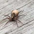 a Wolf Spider