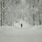 A woman on wintry way