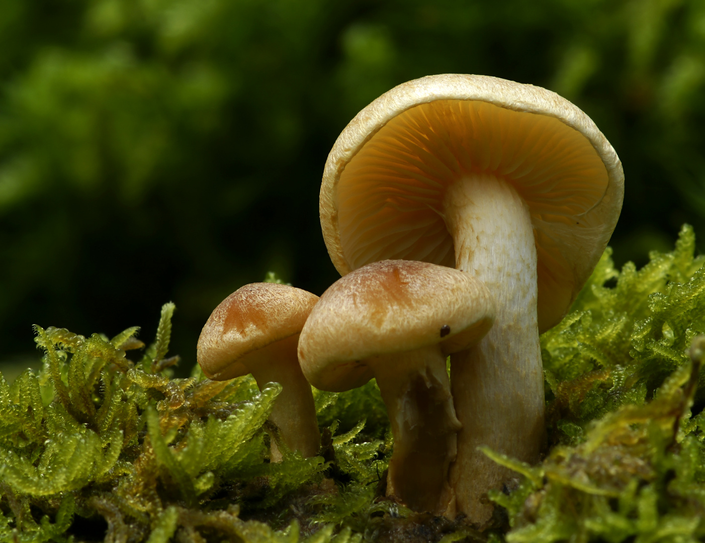 A wonderful Magic Mushroom World