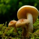 A wonderful Magic Mushroom World