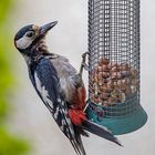 A Woodpecker in our garden