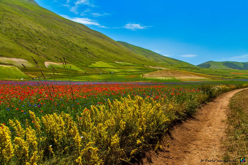 A world full of flowers for future generations ...