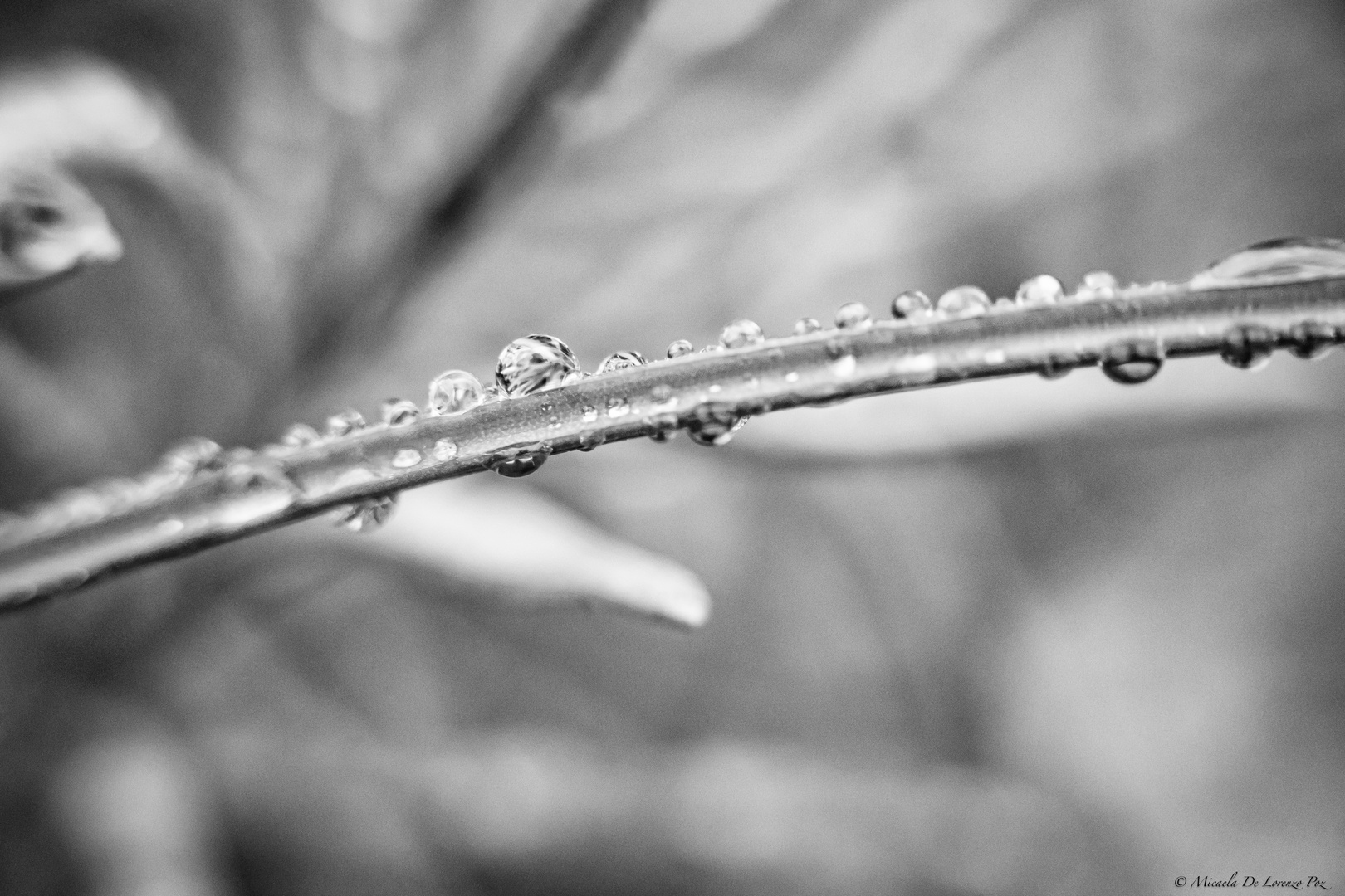 A World of Drops, II