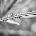 A World of Drops, II