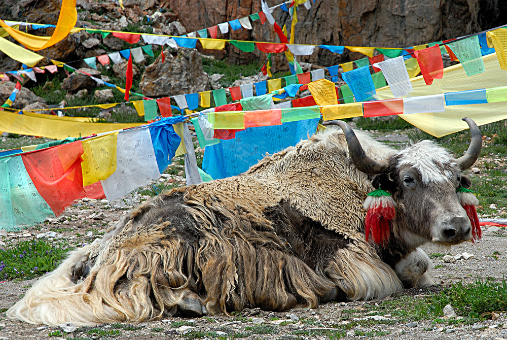 A Yak (friend of the locals and fashion model for the tourists)
