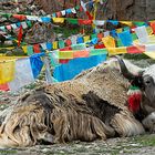 A Yak (friend of the locals and fashion model for the tourists)