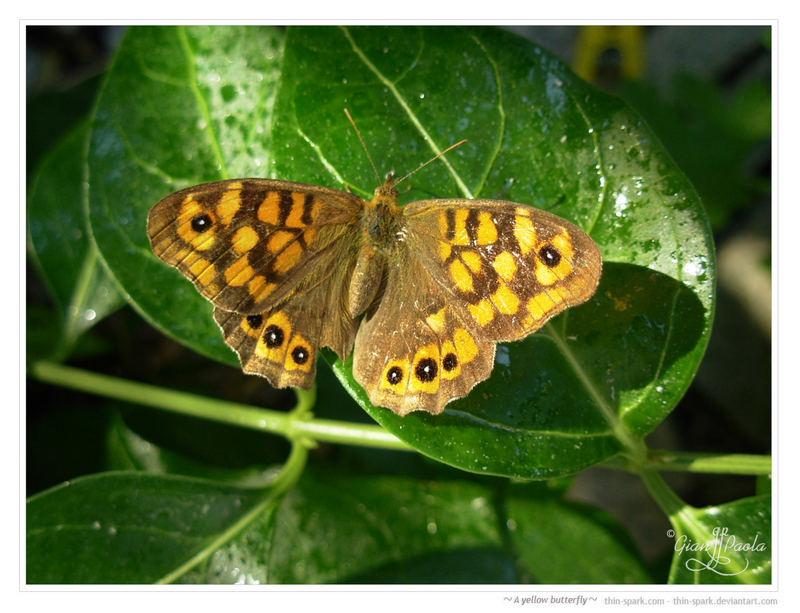 A yellow butterfly