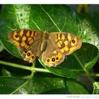 A yellow butterfly