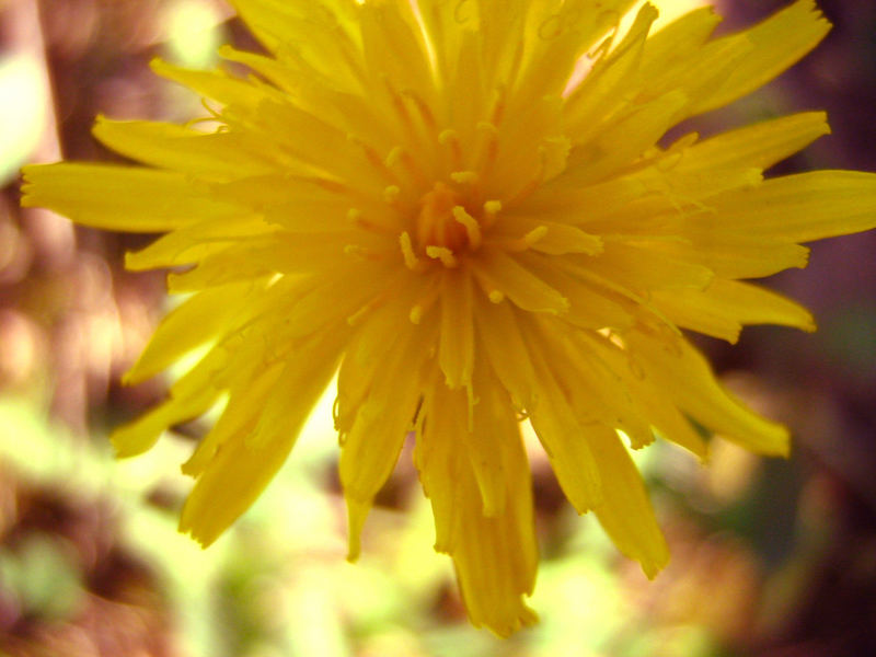 a yellow flower