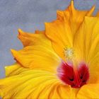 A Yellow Hibiscus