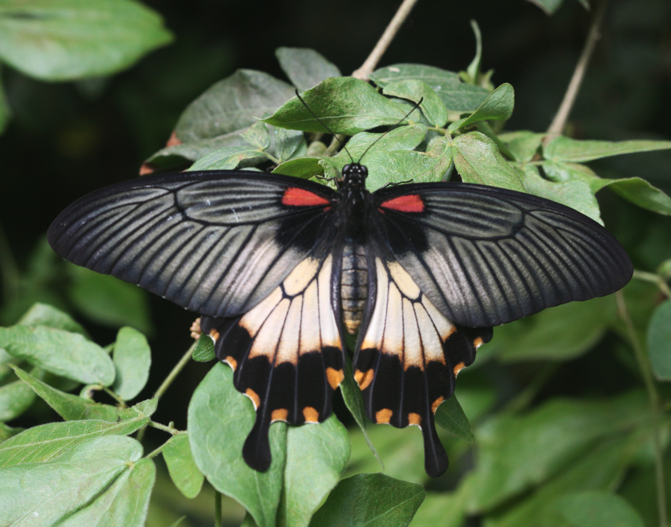 A Yellow Mormon  (Papilio iowii)