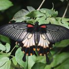 A Yellow Mormon  (Papilio iowii)