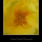 A Yellow Rose