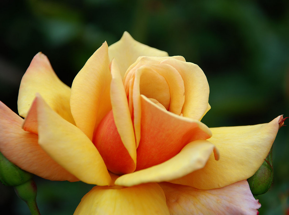 A yellow rose