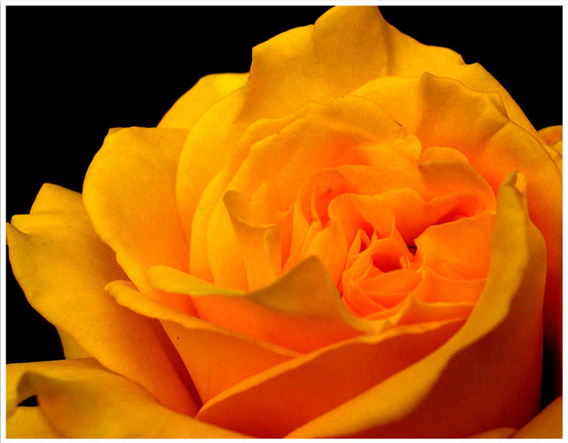 A Yellow Rose