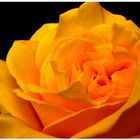 A Yellow Rose