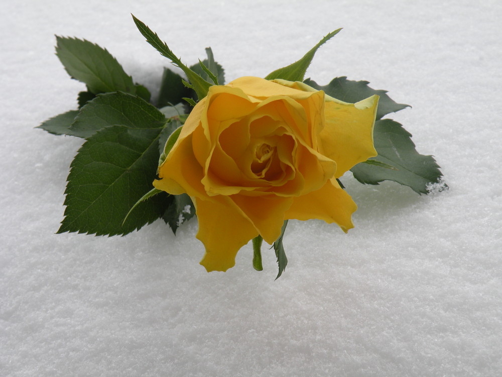 A Yellow Rose