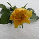 A Yellow Rose