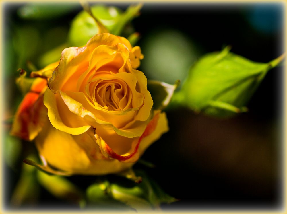 A yellow rose in my garden