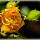 A yellow rose in my garden