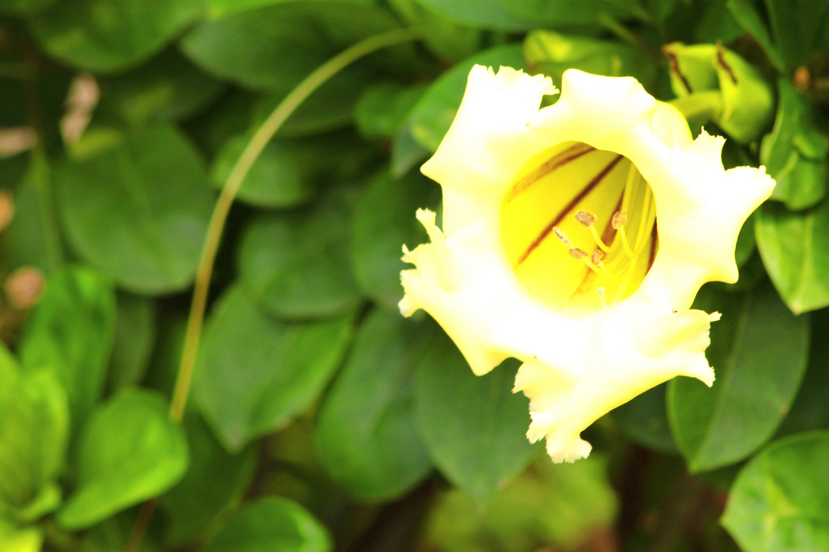 a yellow trumpet