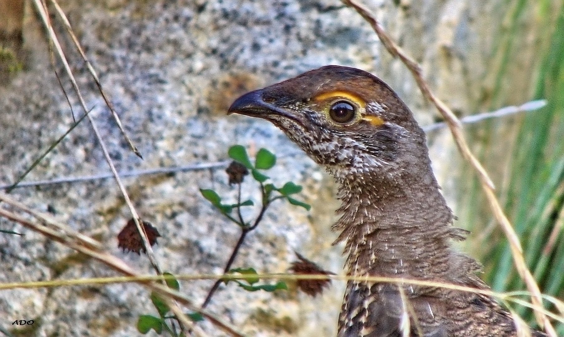 A Young Female Pheasant