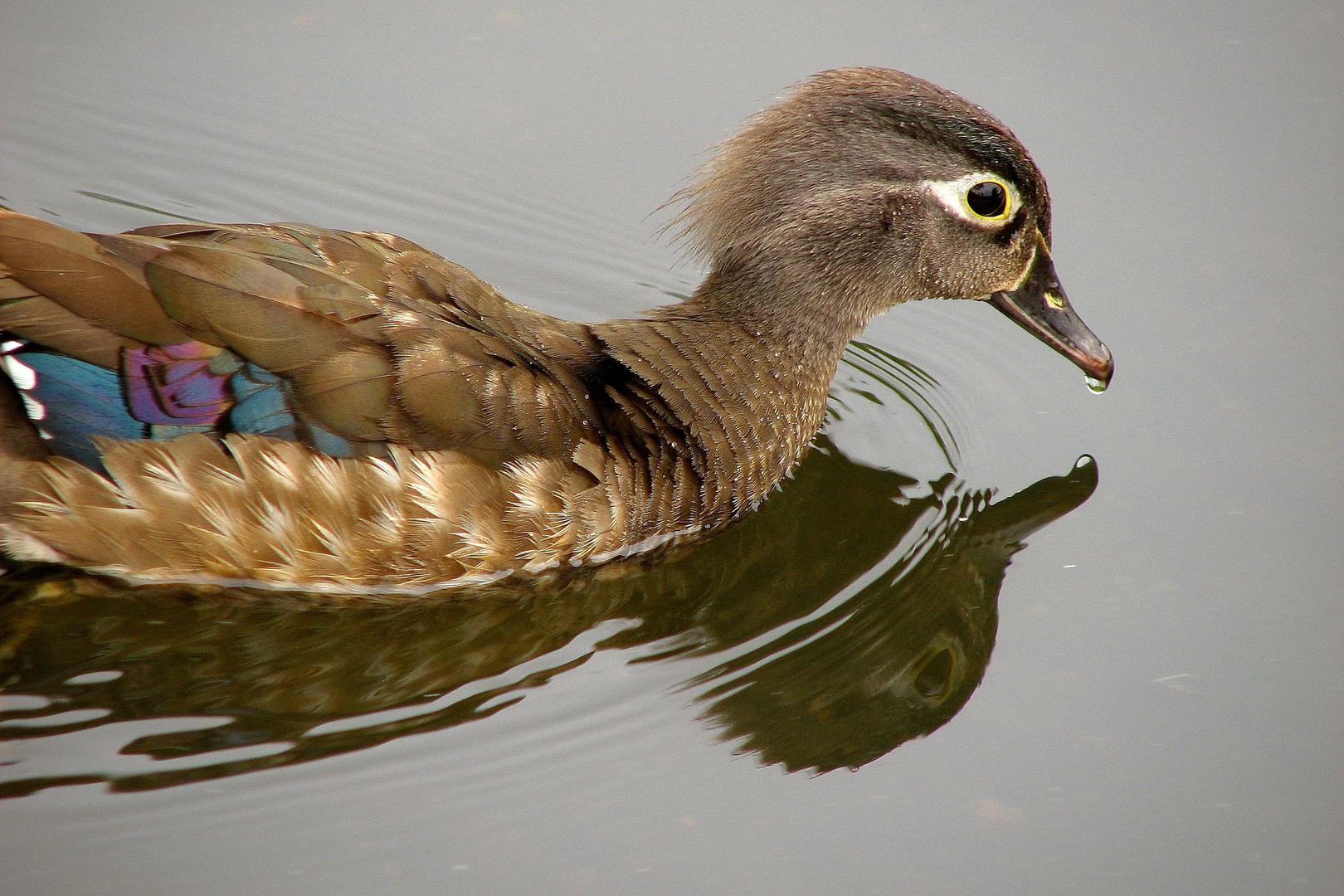 A Young Female Wood Duck