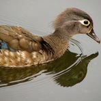 A Young Female Wood Duck
