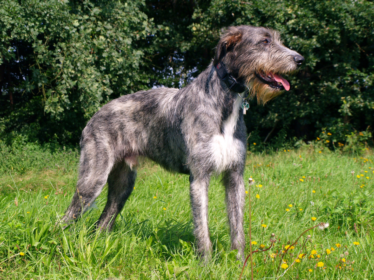 A young Hound