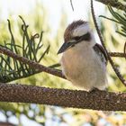 A young Laughing kookaburra