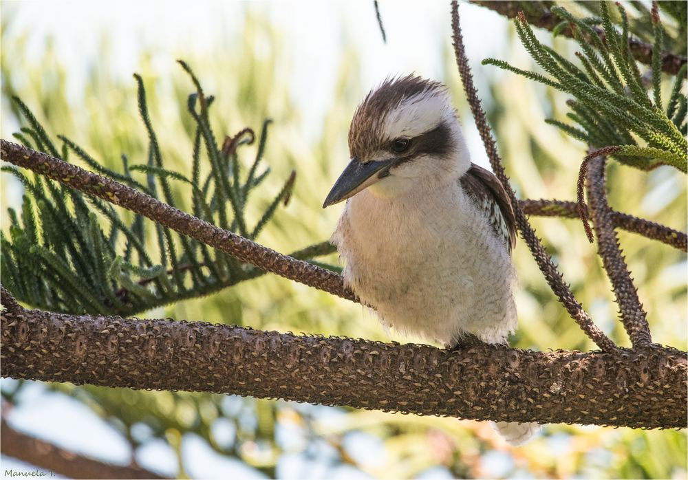 A young Laughing kookaburra