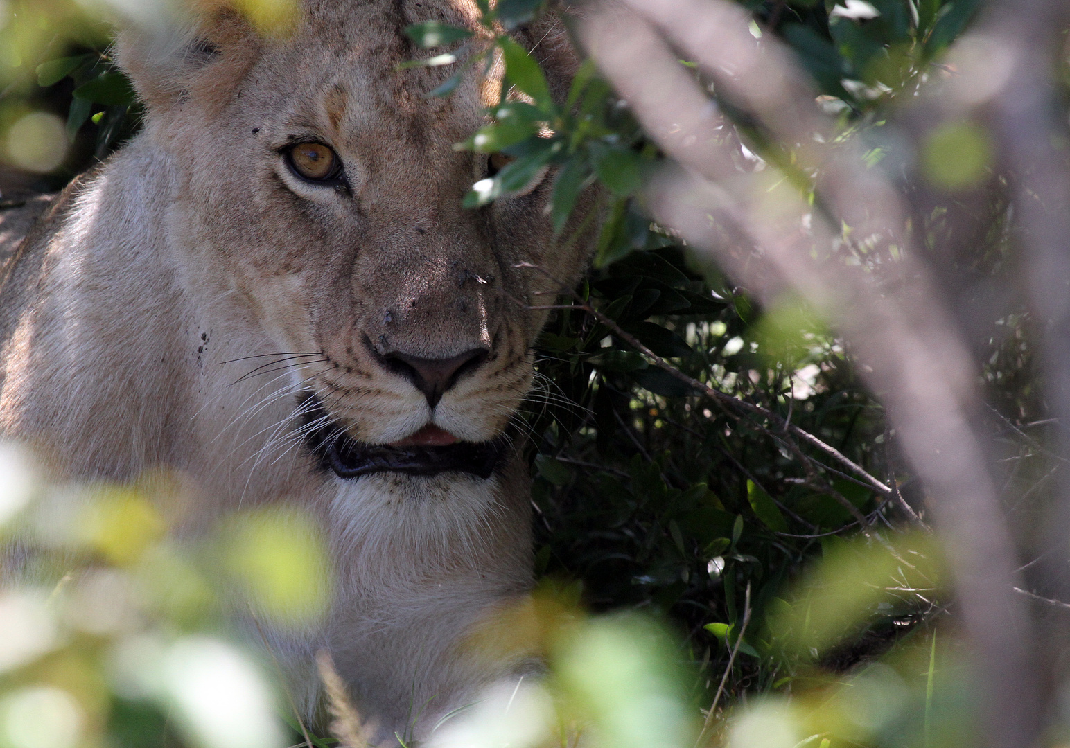 a young lion is hiding